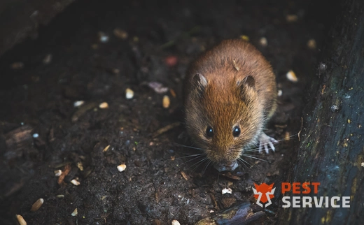 Дератизация в Барнауле